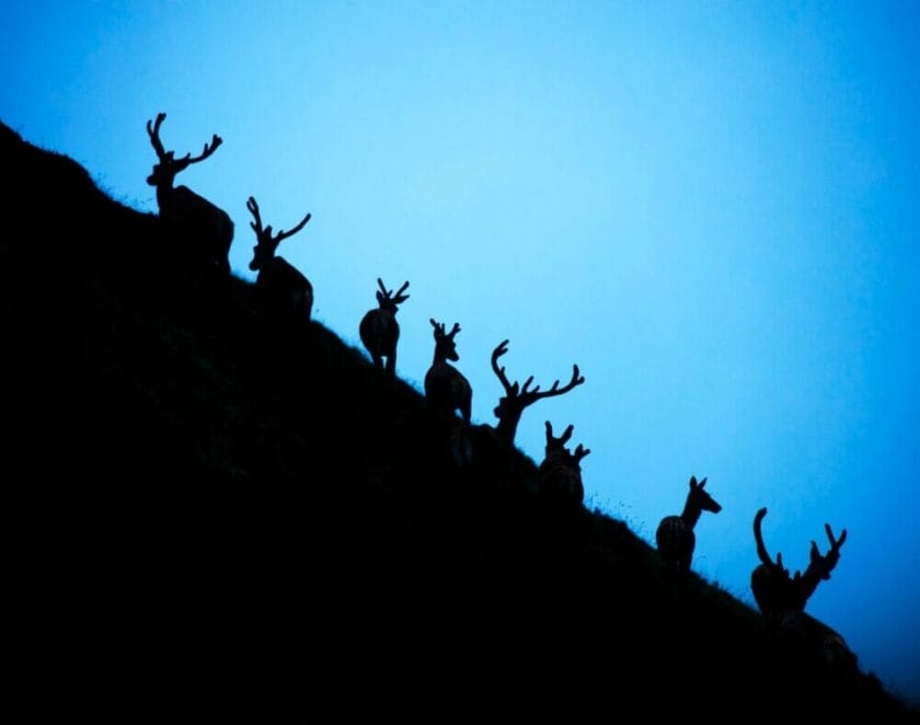Deers lining up at night