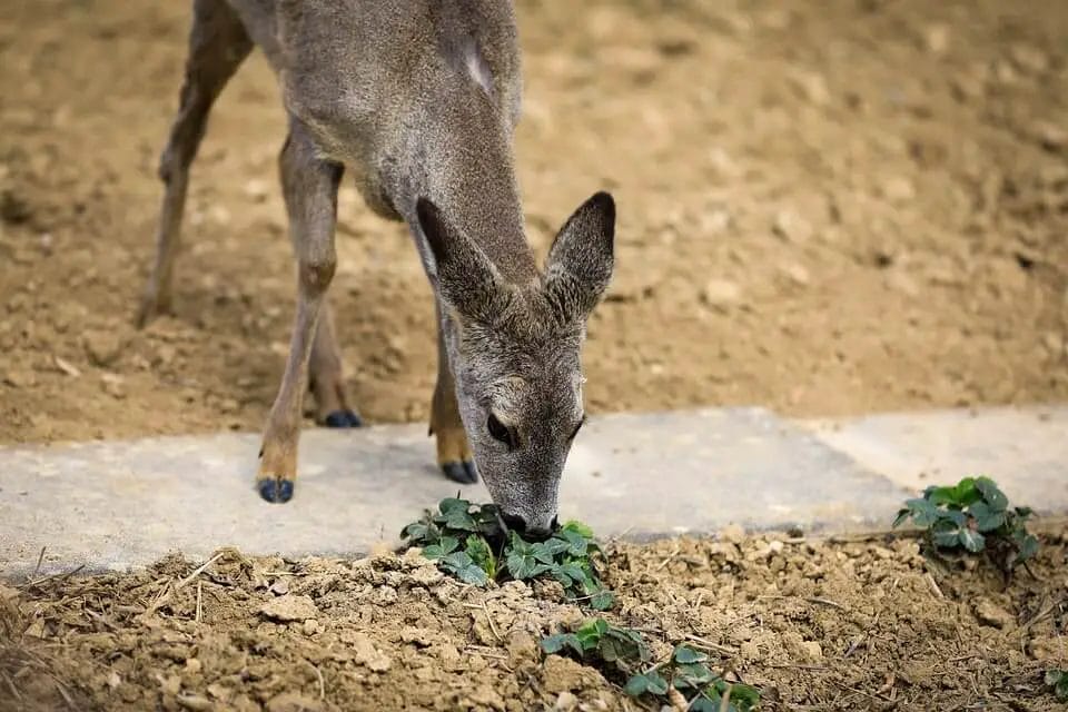 Can Deer Eat Strawberry?
