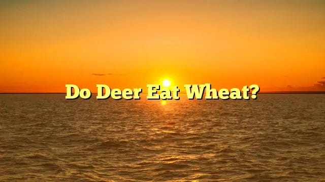 Do Deer Eat Wheat?
