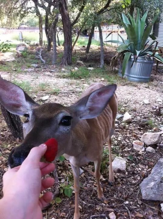 Feed Strawberry to deer