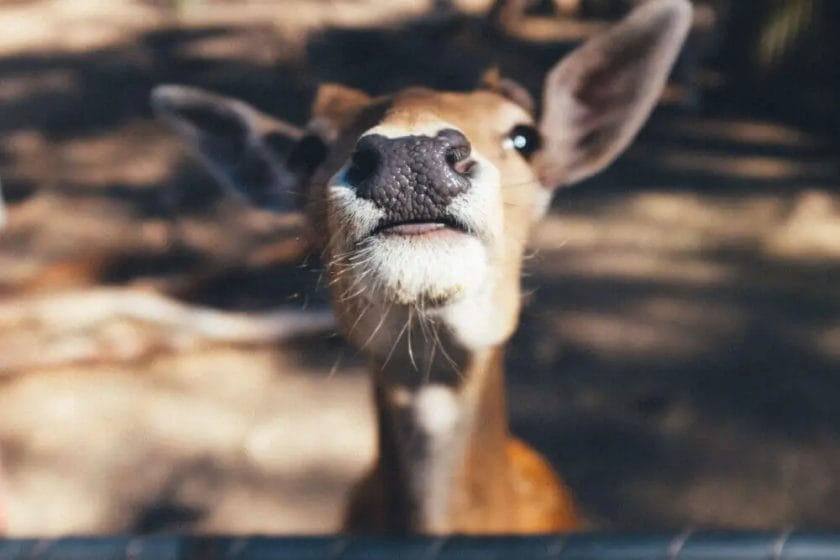 How Far Can a Deer Smell