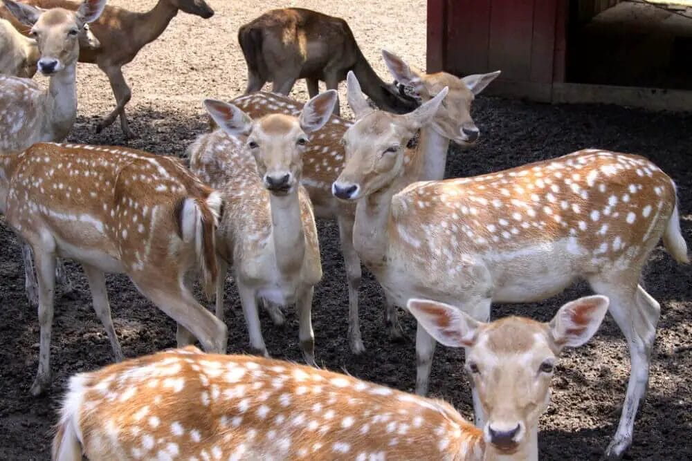 Do Deer Eat Walnuts? • Support Wild