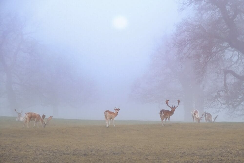 deer moving across the field in foggy weather