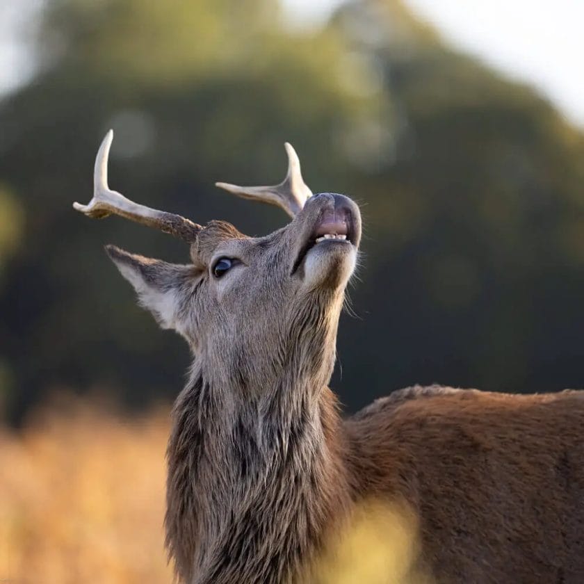 Deer Perceiving an odour
