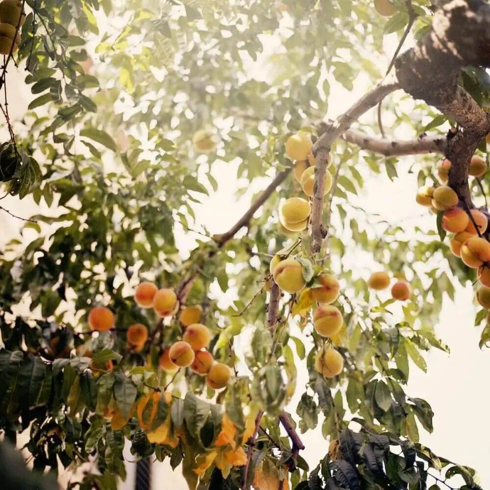 orangae fruits in peach tree