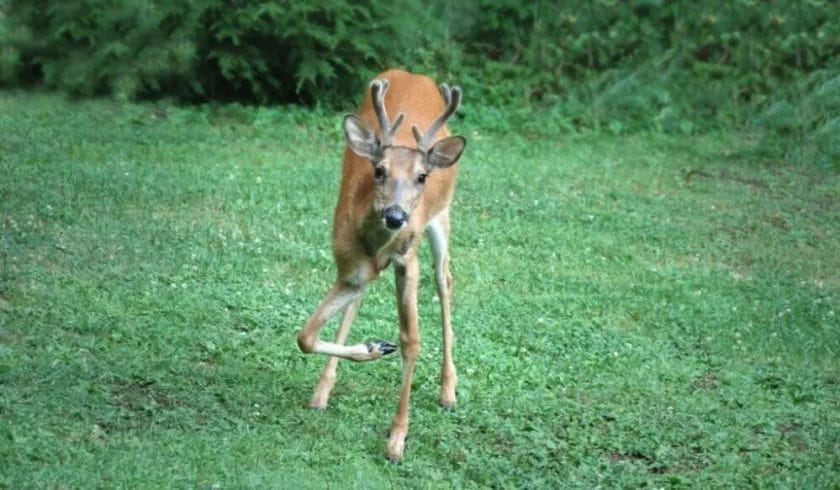 A Deer with a Broken Leg
