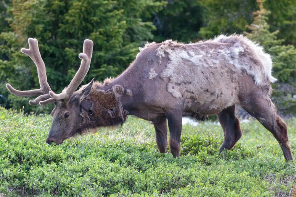 Do Deer Molt? • Support Wild