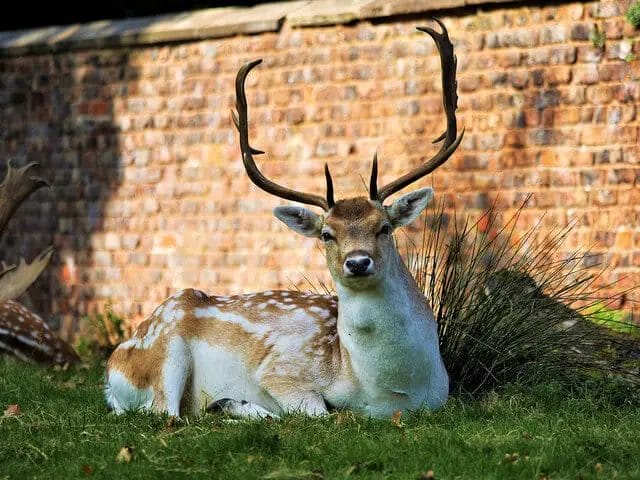 A deer looking