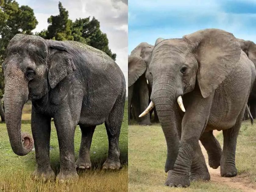 African Elephant vs Asian Elephant: Which is Bigger?