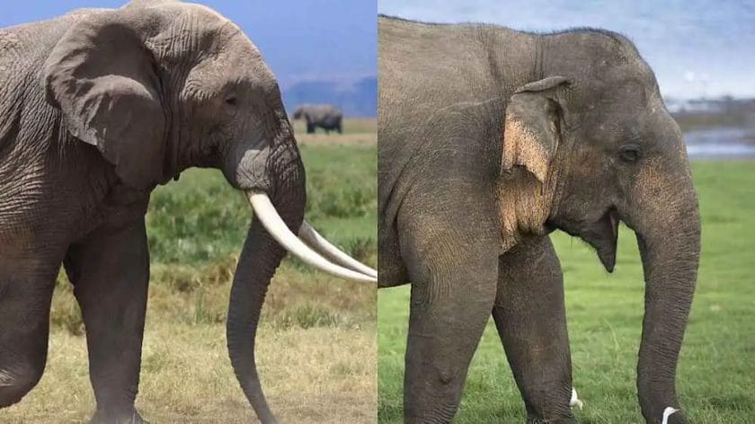 African Elephant vs Asian Elephant: Which is Bigger?