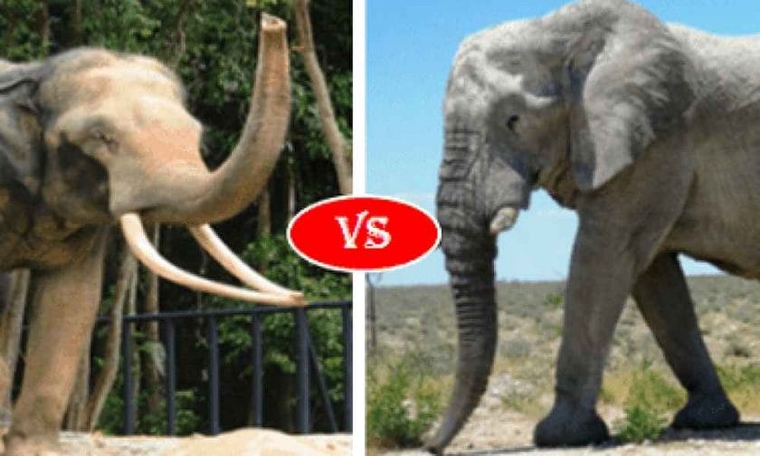 African Elephant Vs Asian Elephant Which Is Bigger Support Wild