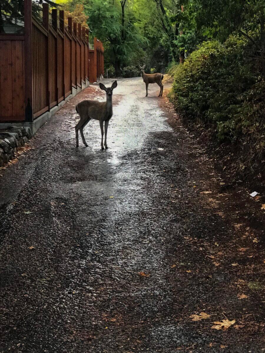 Are Deer Active in the Rain