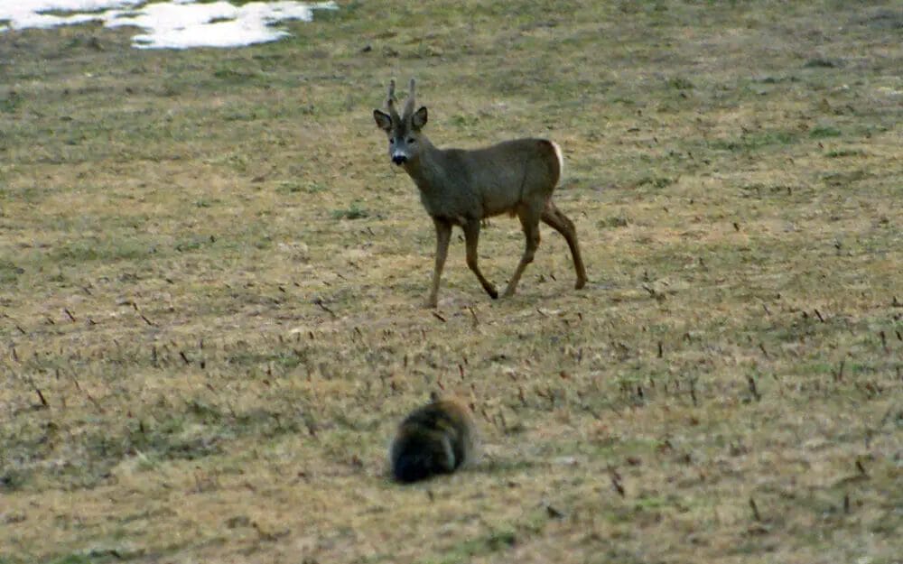 Are Deer Afraid of Cats