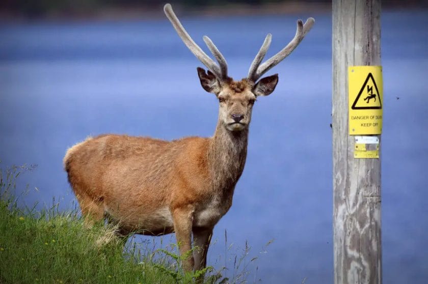 Are Deer Dangerous