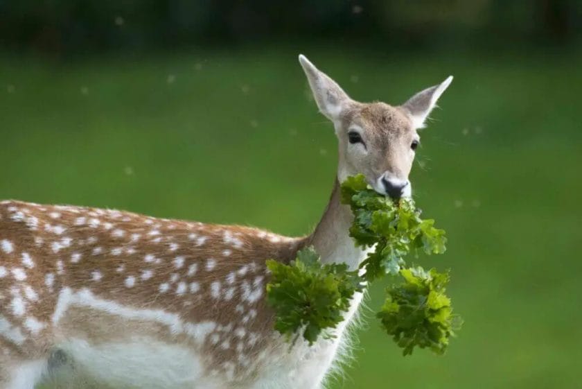 Are Deer Herbivorous