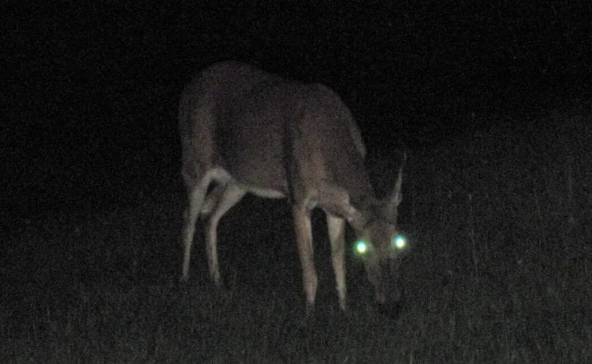Are Deer Nocturnal