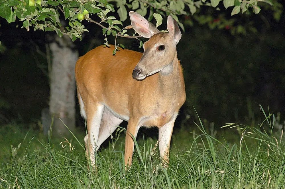 Are Deer Omnivorous animals