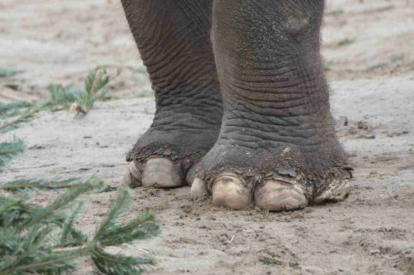 Are Elephant Feet Soft