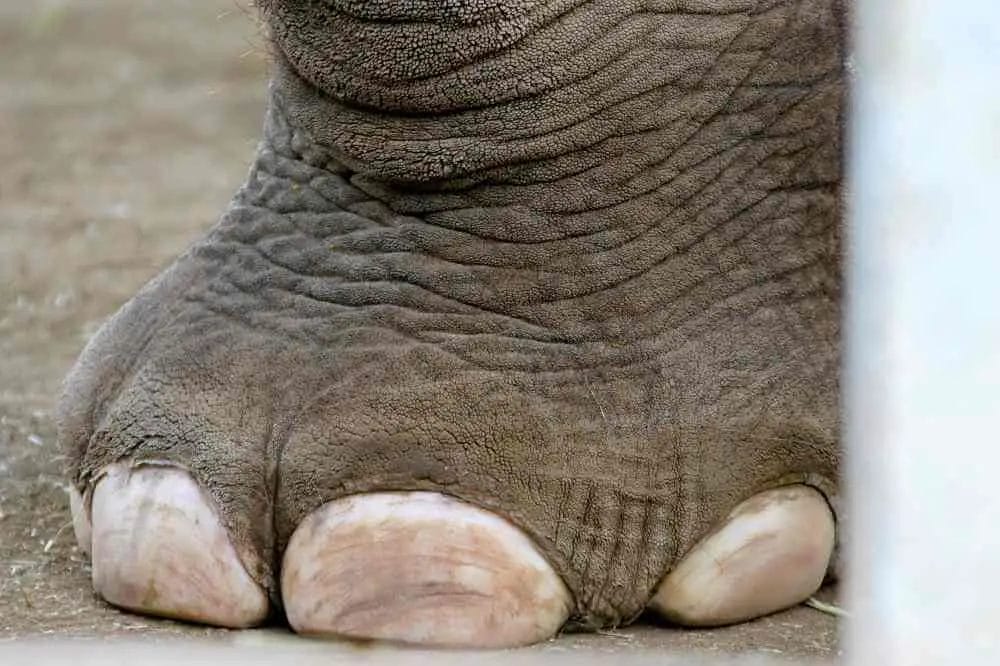 Are Elephant Feet very Soft