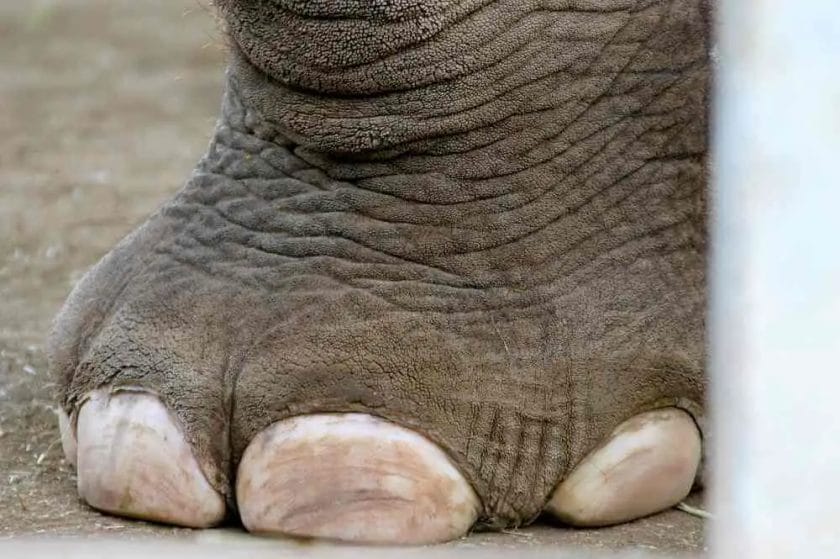 Are Elephant Feet very Soft