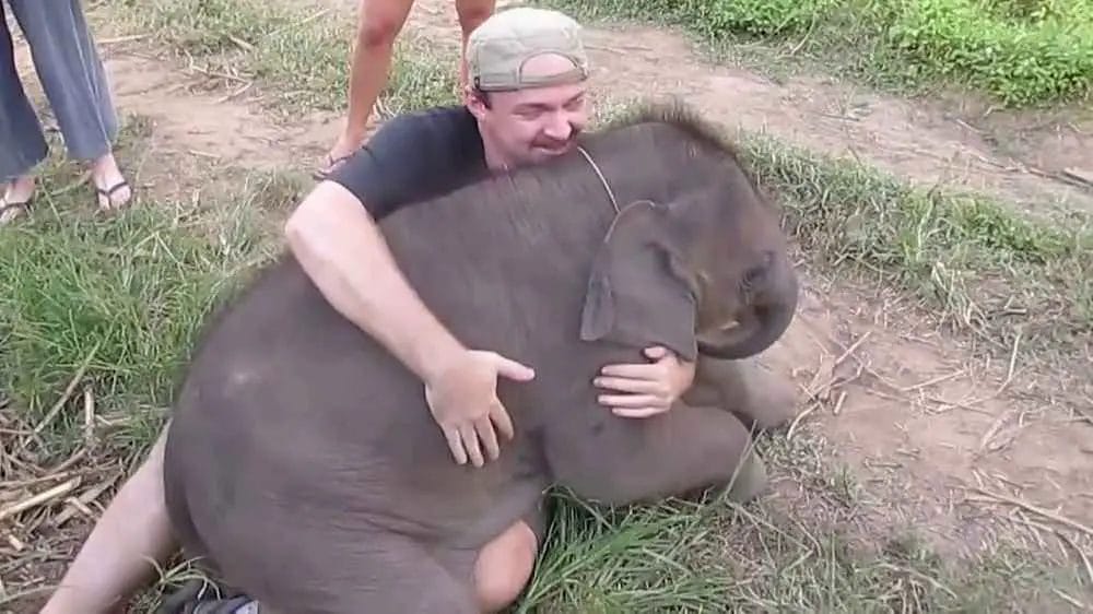 Are Elephants Friendly