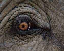 Are Elephant Color Blind