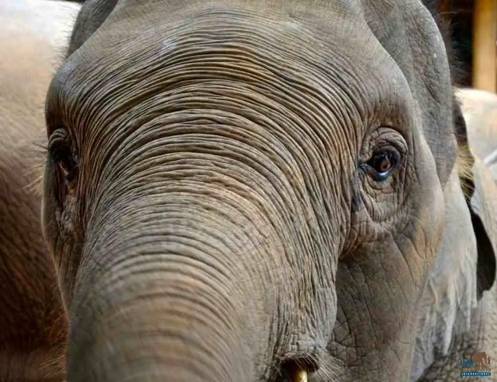 Are Elephants Color Blind? • Support Wild