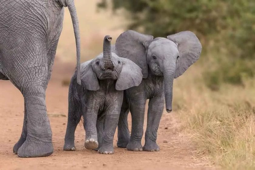 Are Elephant Evil