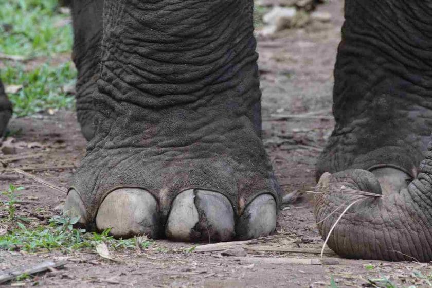 Are Elephants Feet Soft