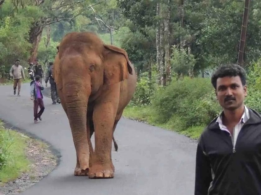 Are Elephants Friendly With Human being