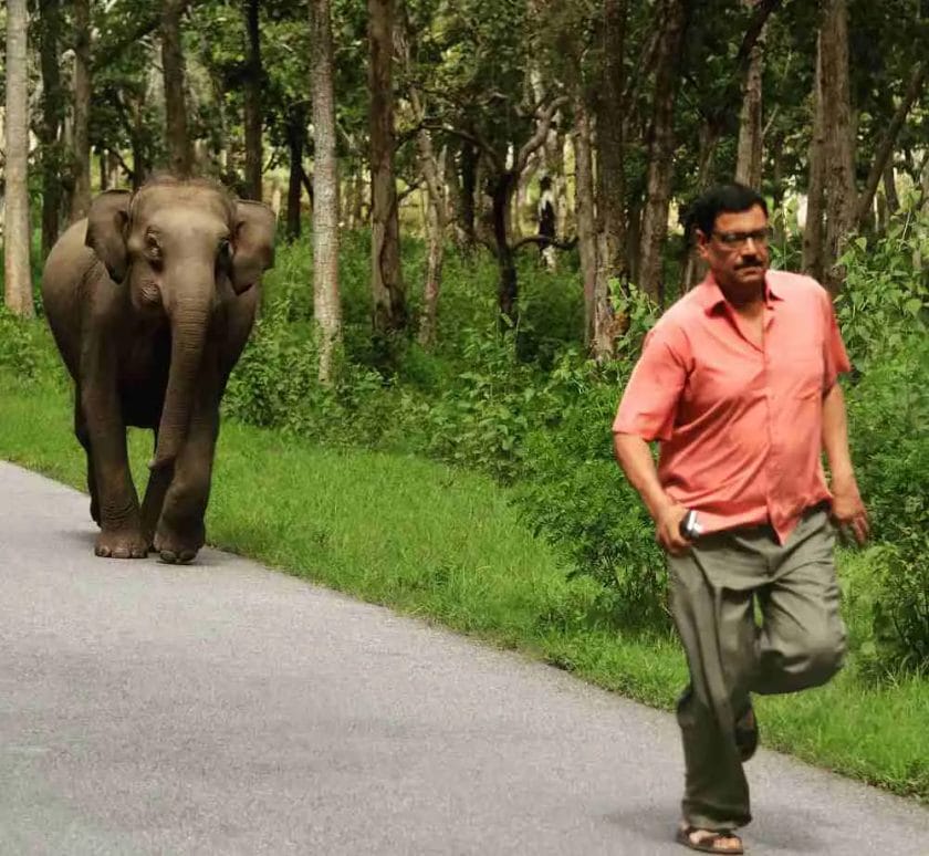 Are Elephants Friendly With Human