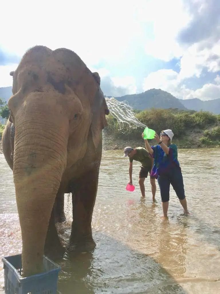 Are Elephants Friendly With Humans? • Support Wild