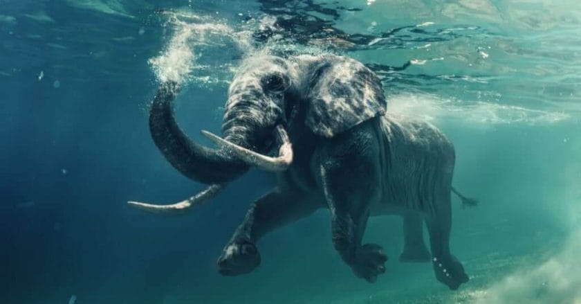 Are Elephants Good Swimmers?