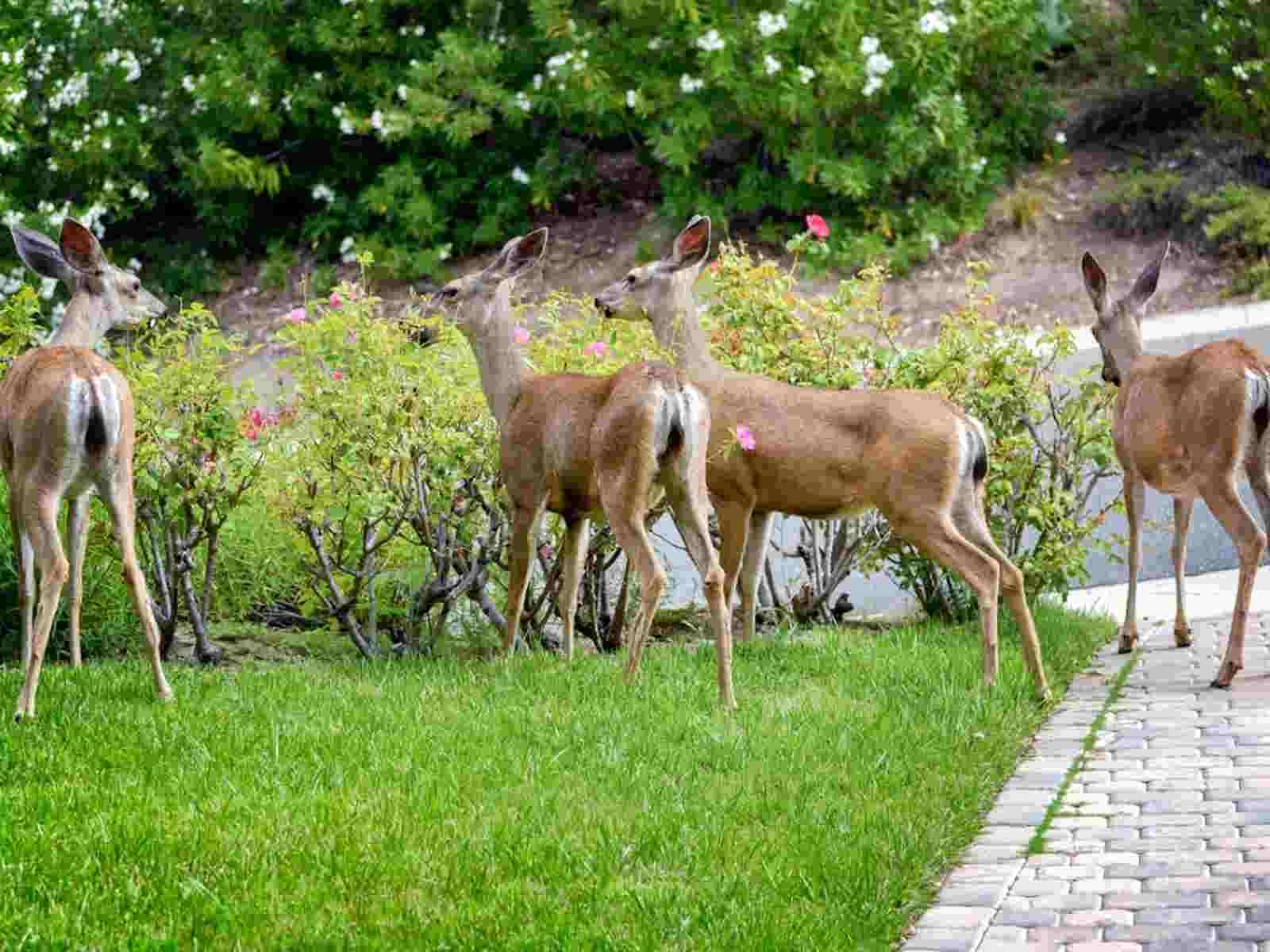 Are Gazania Deer Resistant?