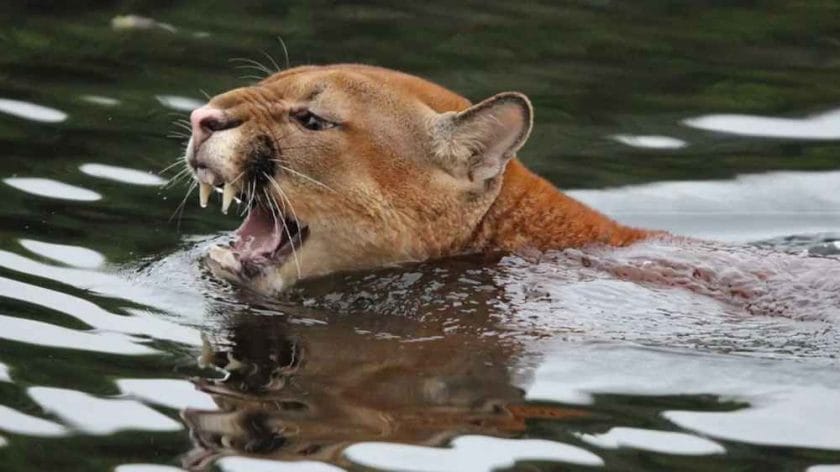 Are Lions Good Swimmers?