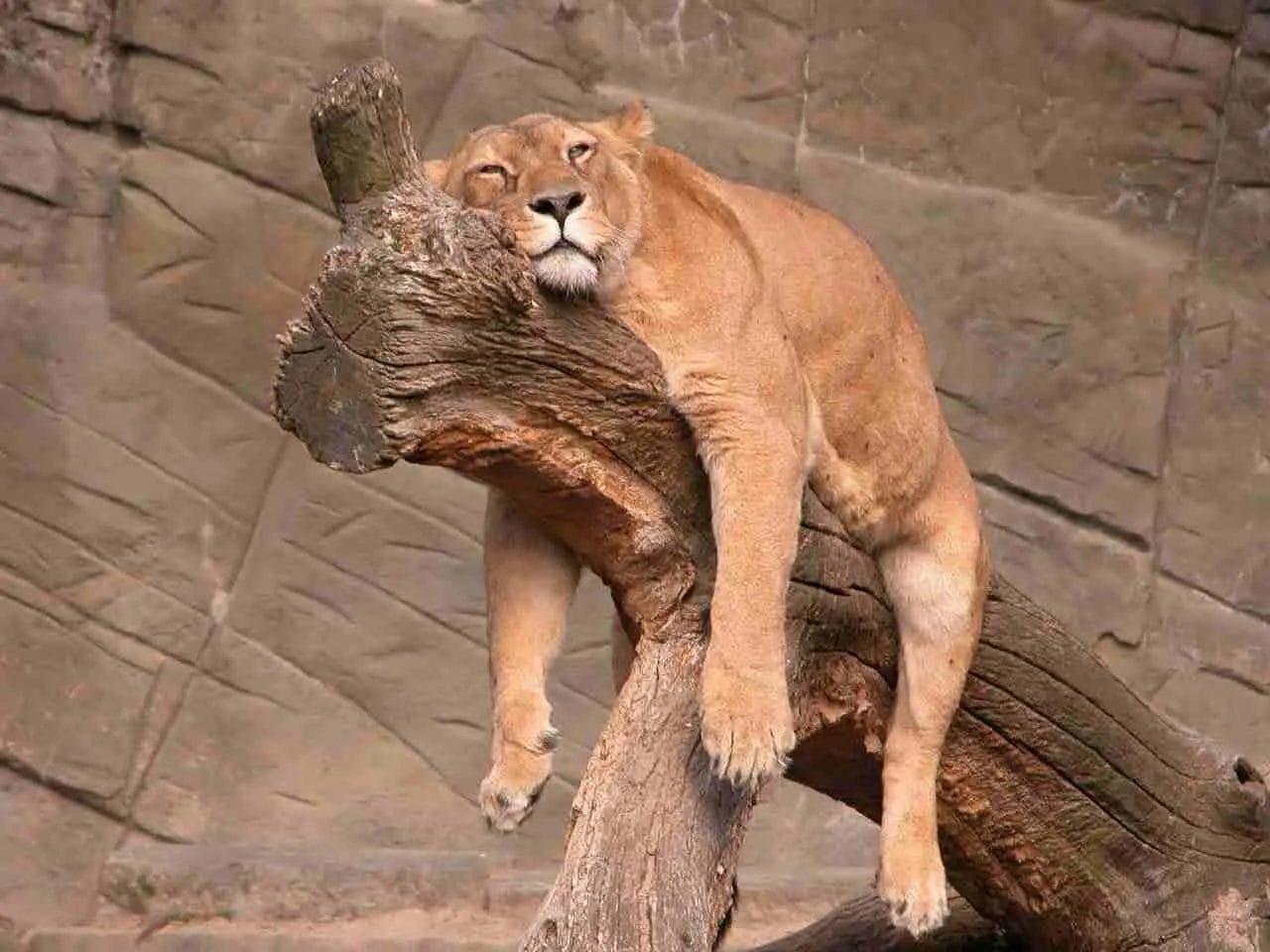 Are Lions Lazy?