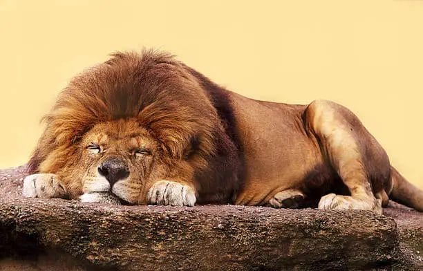 Are Lions Lazy?