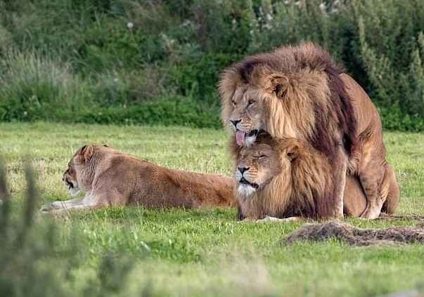 Are Lions Monogamous?