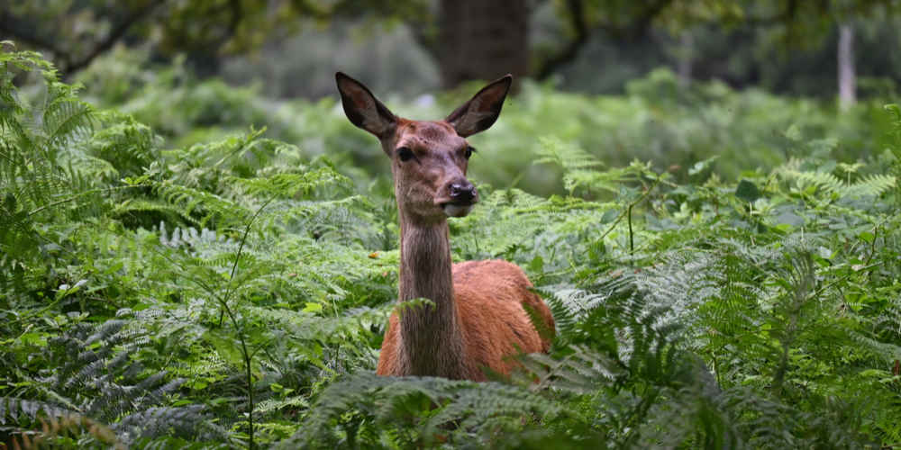 Are Lobelia Deer Resistant?