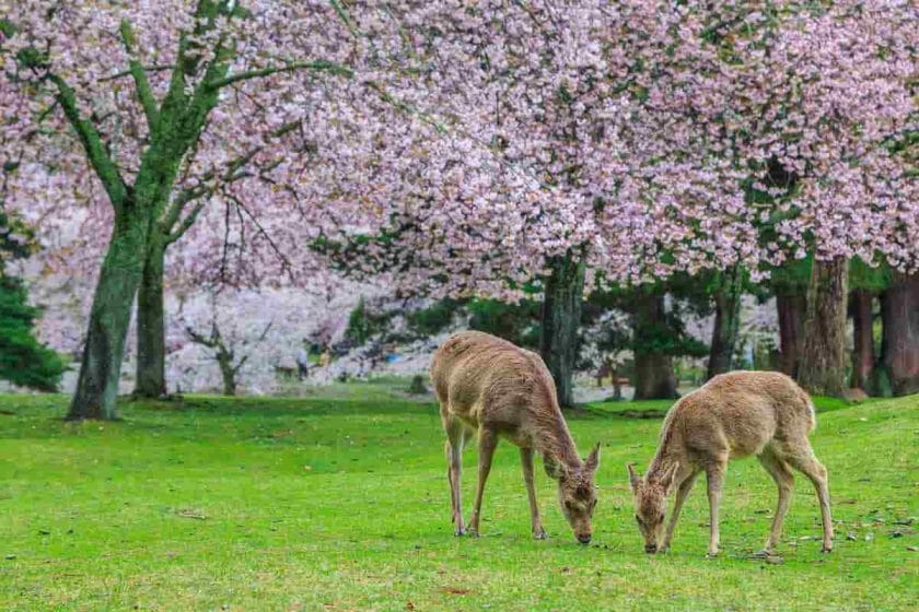 Are Magnolia Trees Deer Resistant?