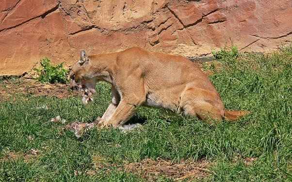 Are Mountain Lions Attracted to Menstrual Blood?