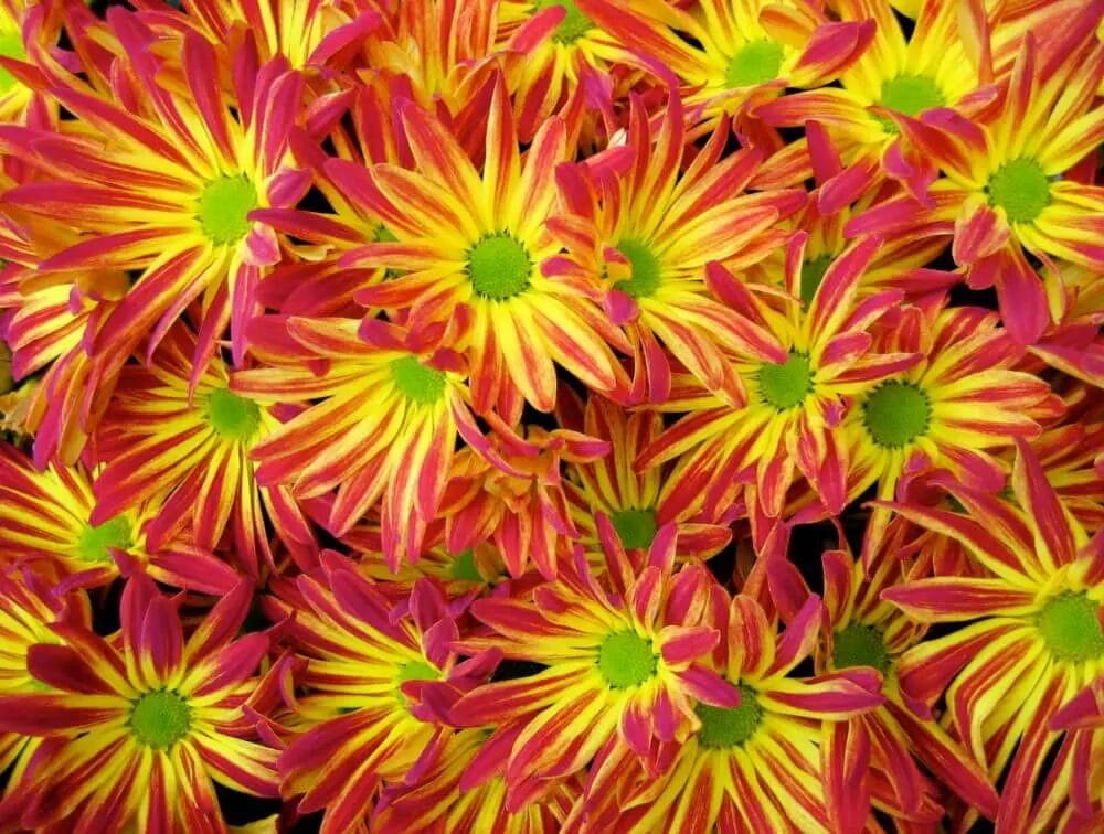 Are Mums Poisonous to Deer? • Support Wild