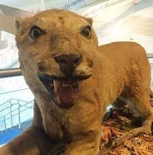 Are Nittany Lions Extinct?