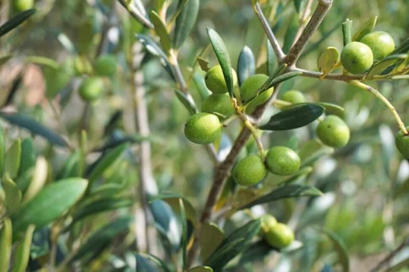 Are Olive Trees Deer Resistant