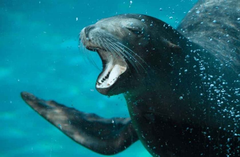 Are Sea Lions Aggressive to Humans?
