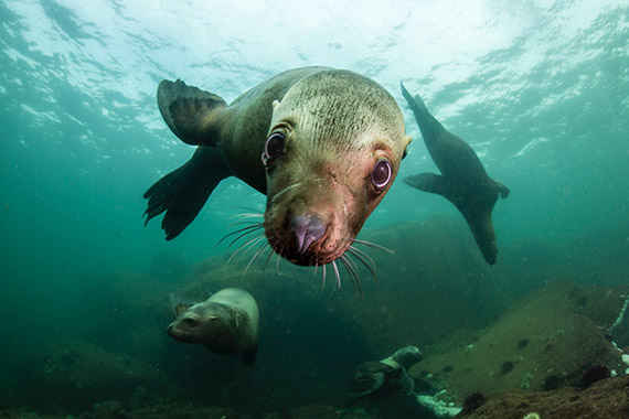Are Sea Lions Aggressive to Humans?