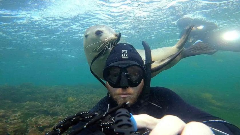 Are Sea Lions Friendly?