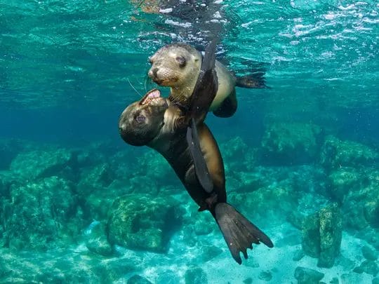 Are Sea Lions Friendly?