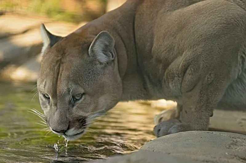 Are There Mountain Lions in Hawaii?