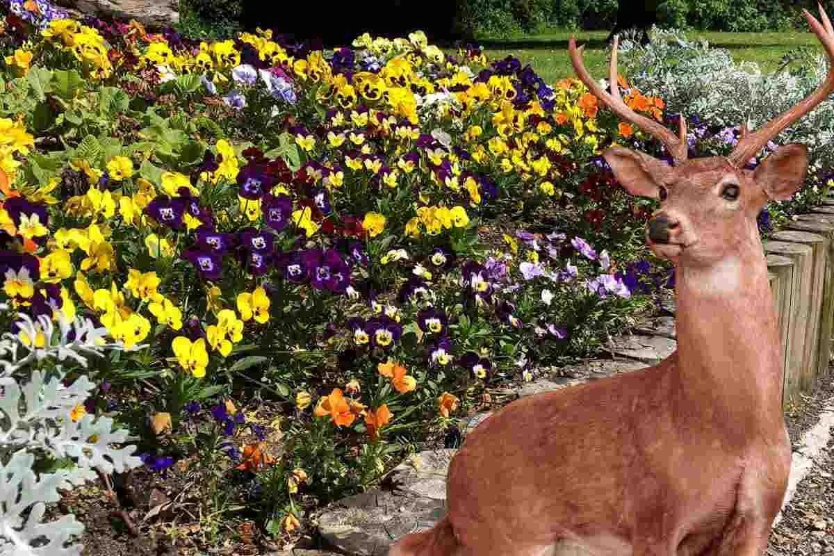 Are Violas Deer Resistant?